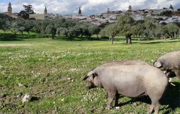 Buhardilla Rustica Mirando A Santa Catalina Lägenhet Jerez De Los Caballeros Exteriör bild
